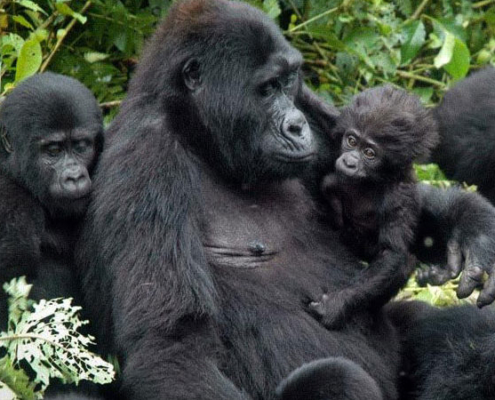 Gorilla Trekking Safari